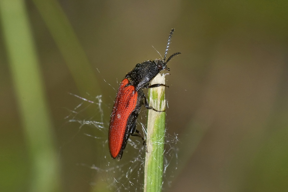Ampedus sp. (Elateridae)